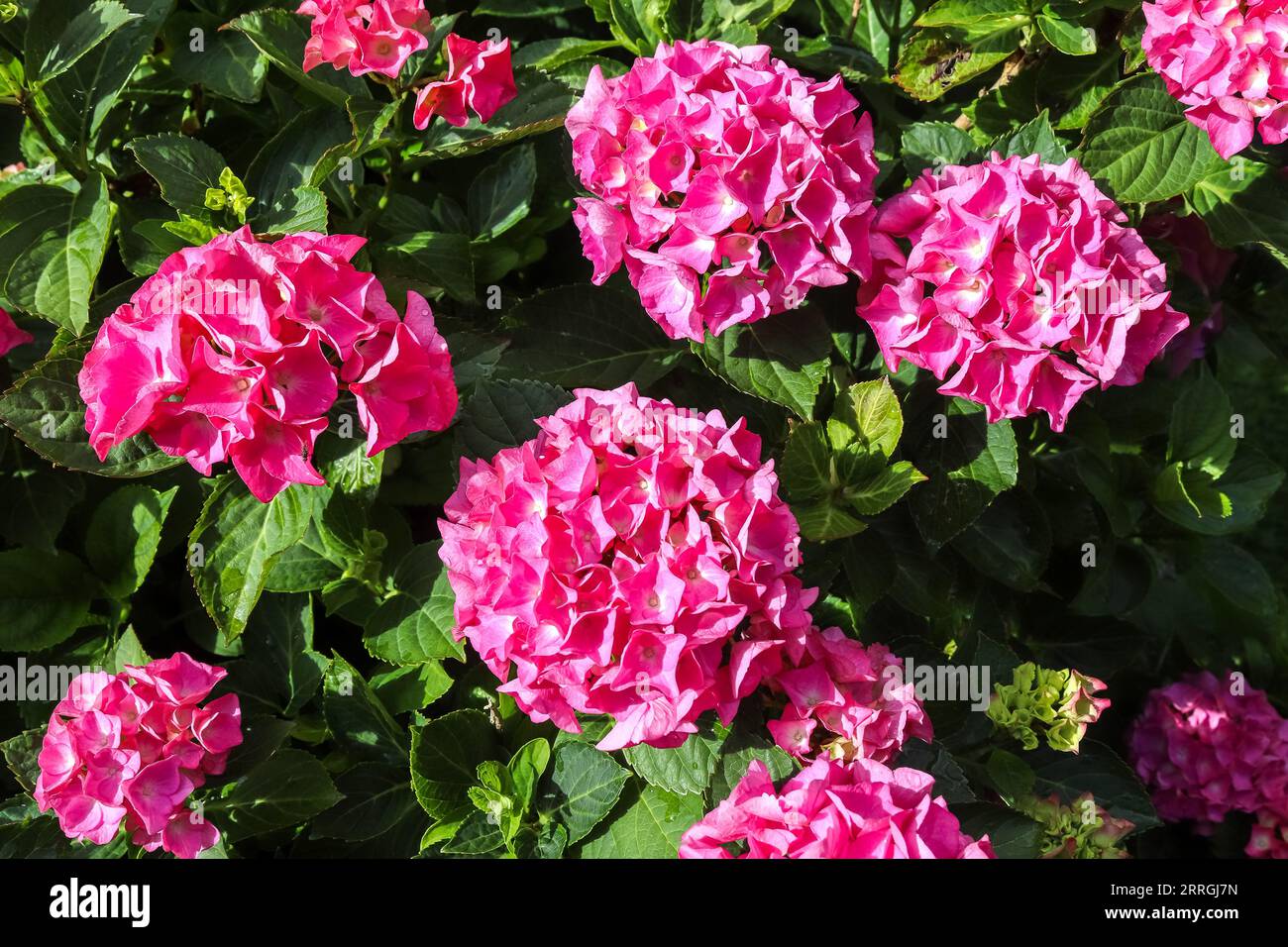 Beautiful Pink Hydrangea Serrata Flowers On A Bush With Sunlight On It ...