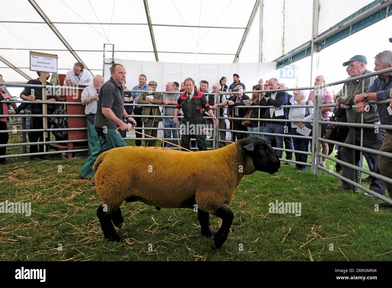 KELSO, Friday 08 September 2023. Caption: An auctioneer selling in one of the 15 sale rings, 4281 rams covering 16 breeds. Stock from Northhouse Farm Near Hawick. [INFO]: Internationally recognised as the largest sale of Rams in the world, Kelso Ram Sales under the auspices of The Border Union Agricultural Society, began in 1838 when 120 Rams were offered for sale by auction, fetching an average price of three to six pounds. The annual sale on the second Friday of September has grown and flourished since these early days, and now frequently offers well over 5,000 rams for auction in 15 rings Stock Photo