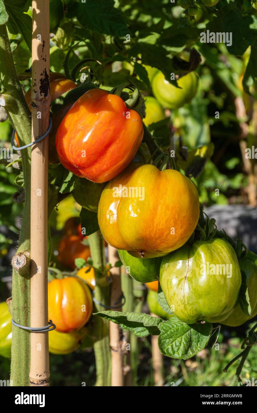 Striped stuffer tomatoes ripening growing on the vine, a red