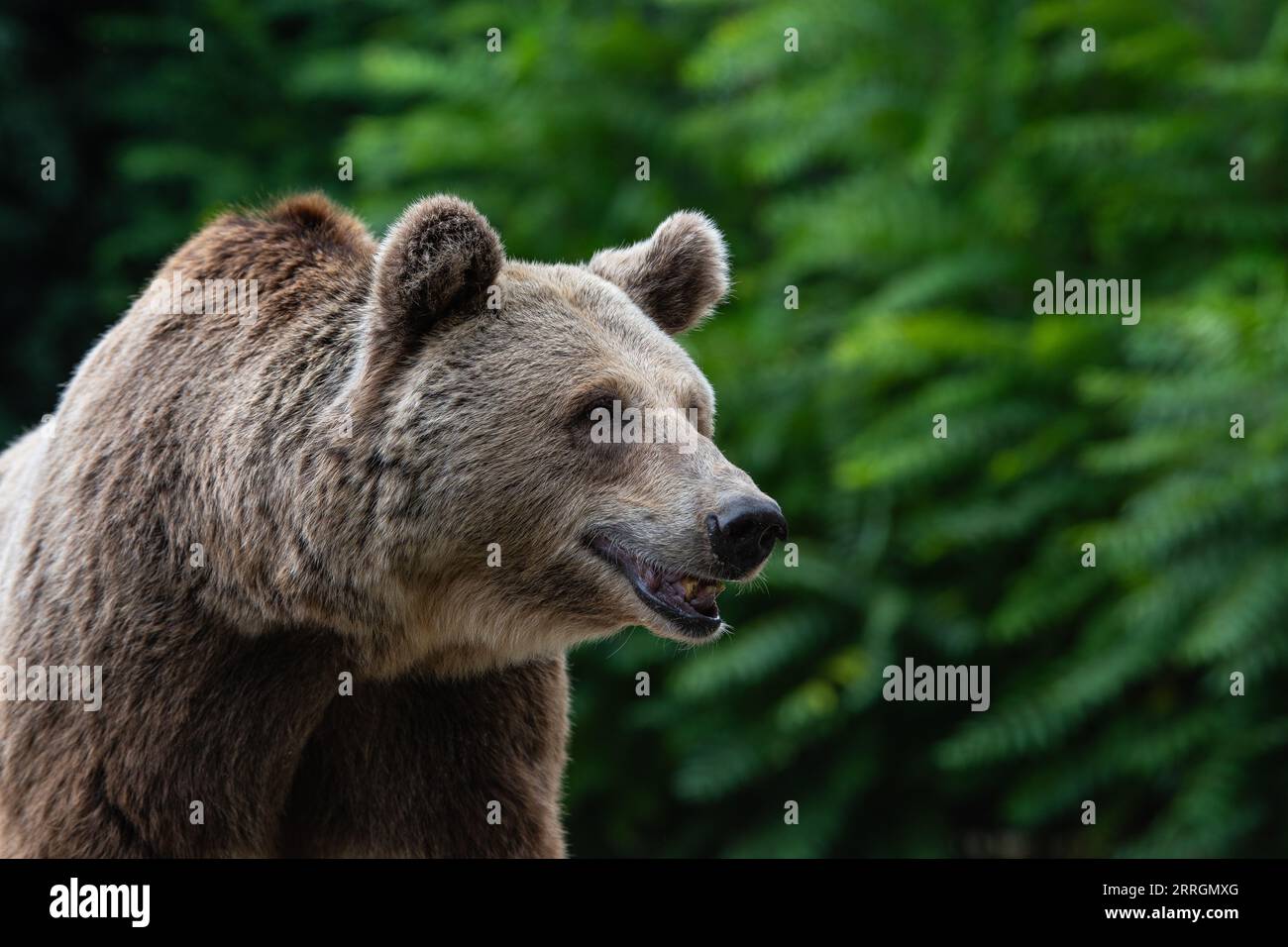 Madrid, Spain. 07th Sep, 2023. A brown bear (Ursus arctos) in its enclosure at Madrid Zoo. Credit: Marcos del Mazo/Alamy Live News Stock Photo
