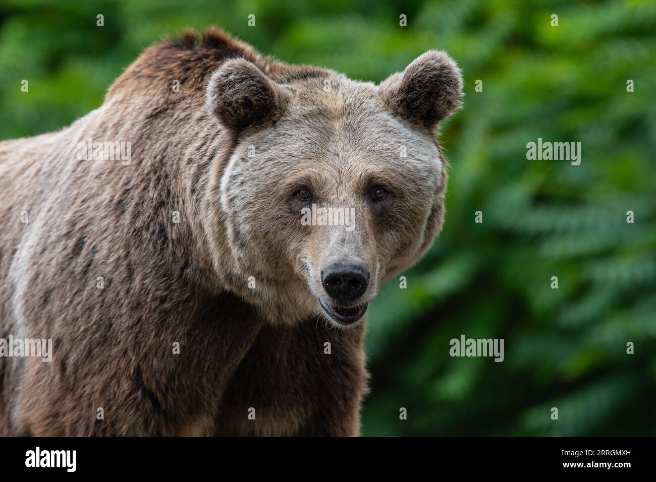 Madrid, Spain. 07th Sep, 2023. A brown bear (Ursus arctos) in its enclosure at Madrid Zoo. Credit: Marcos del Mazo/Alamy Live News Stock Photo