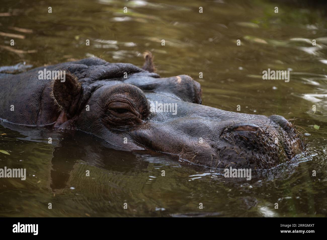 Madrid, Spain. 07th Sep, 2023. A hippopotamus (Hippopotamus amphibius) sticks its head out of the water in its enclosure at Madrid Zoo. Credit: Marcos del Mazo/Alamy Live News Stock Photo