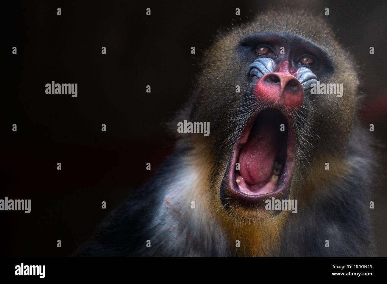 Madrid, Spain. 07th Sep, 2023. A mandrill (Mandrillus sphinx) opens its mouth in its enclosure at Madrid Zoo. Credit: Marcos del Mazo/Alamy Live News Stock Photo
