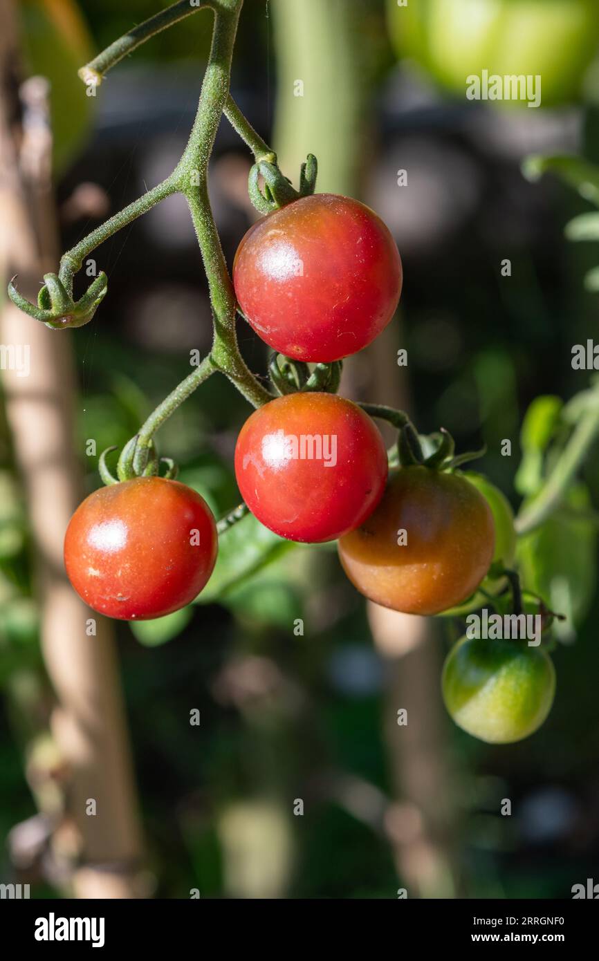 Pink cherry tomatoes (Lycopersicon esculentum 'Pink Cherry') growing and ripening on the vine during late summer, England, UK Stock Photo