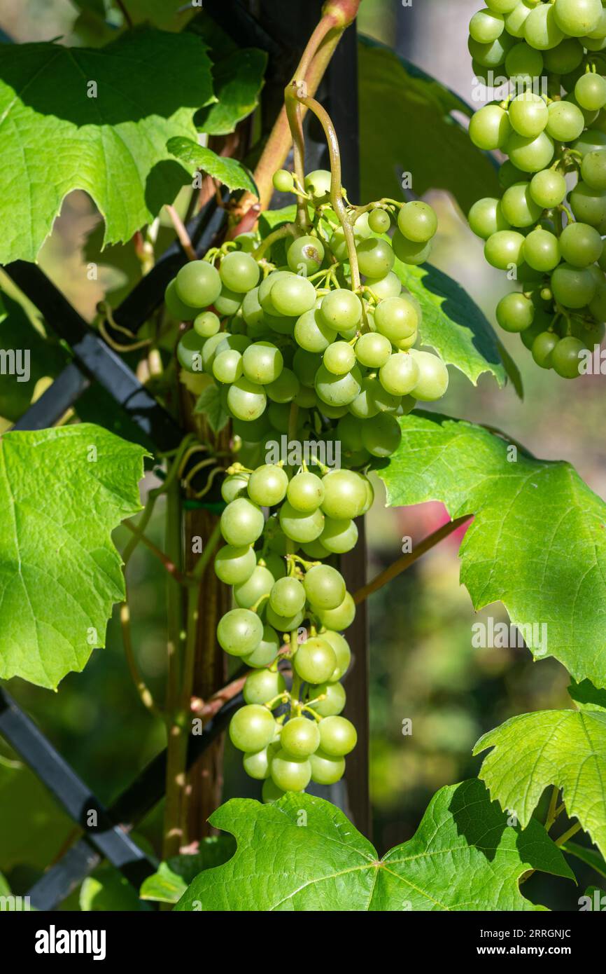 Bunches of grapes growing on the vine, England, UK Stock Photo Alamy