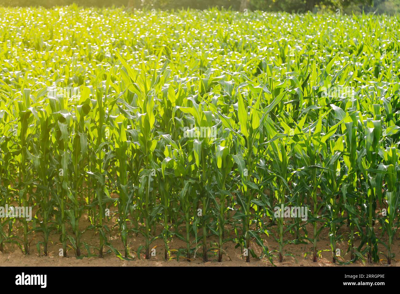cornfield - corn plantation - detail of medium size crop without ears Stock Photo