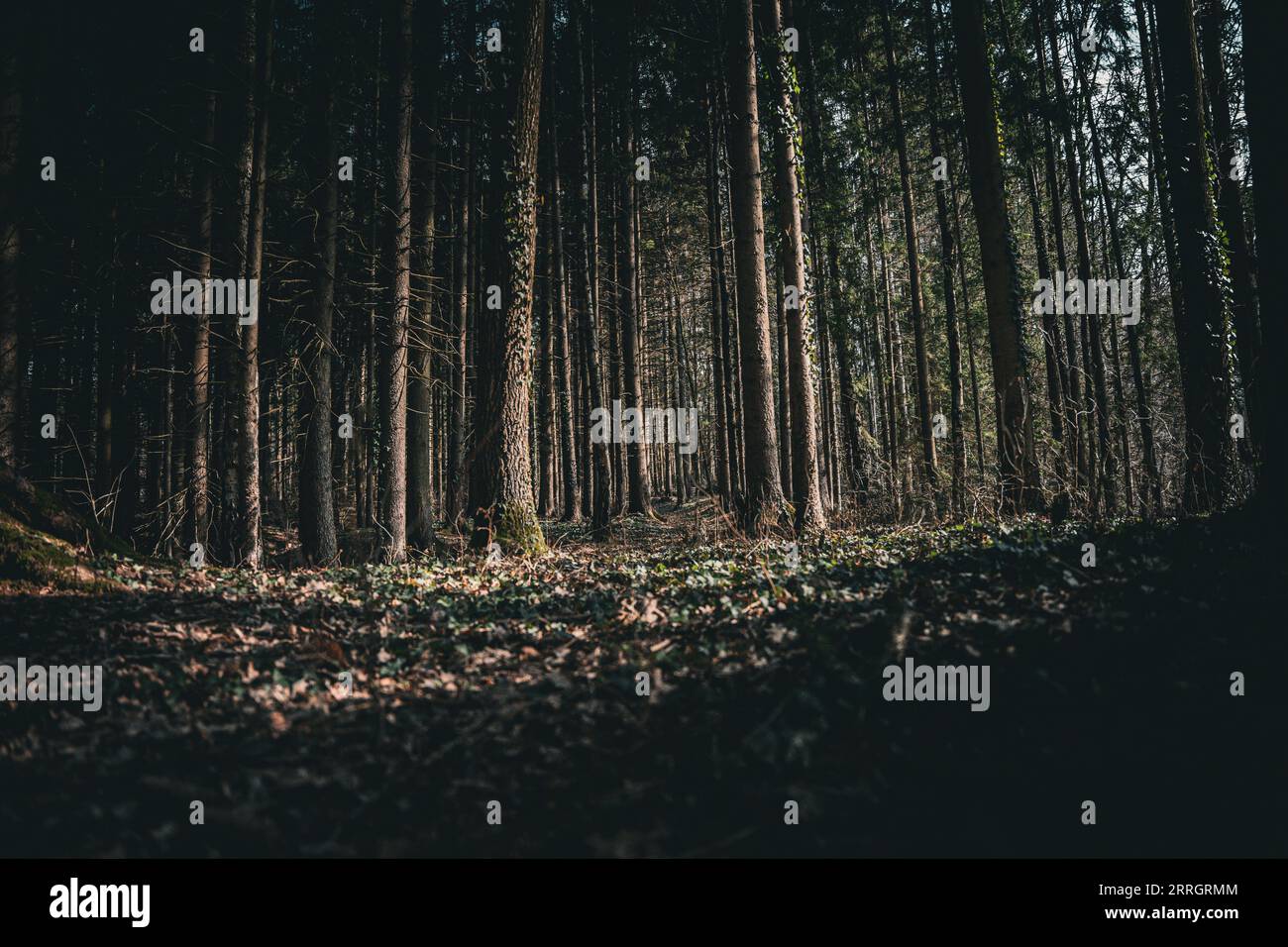 Tall slender pine trees in hi-res stock photography and images - Alamy