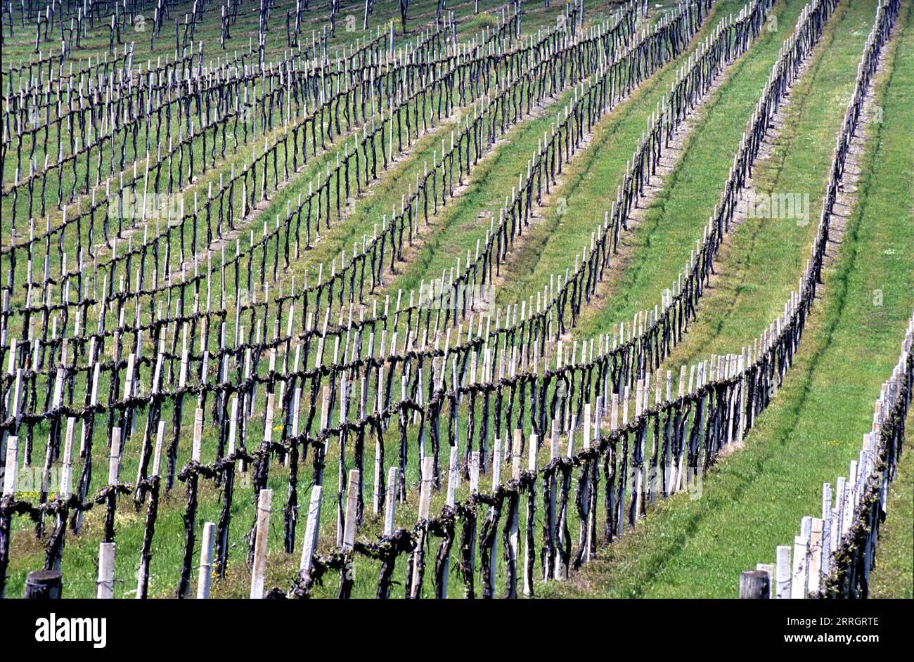 Aerial view of vines in a row at a vineyard in Tuscany, Italy Stock Photo