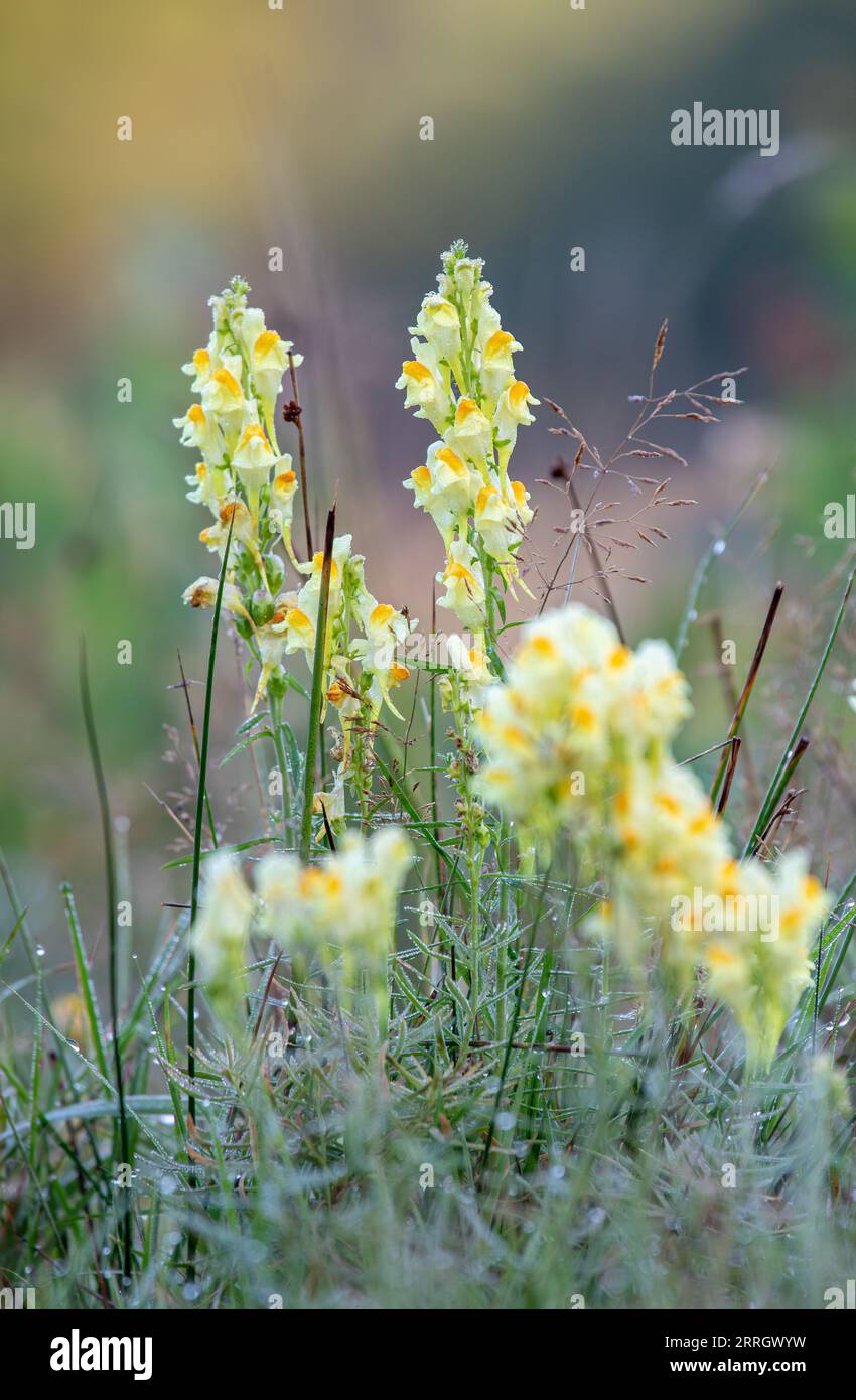 Yellow toadflax or butter-and-eggs - Linaria vulgaris - in dew in early morning Stock Photo