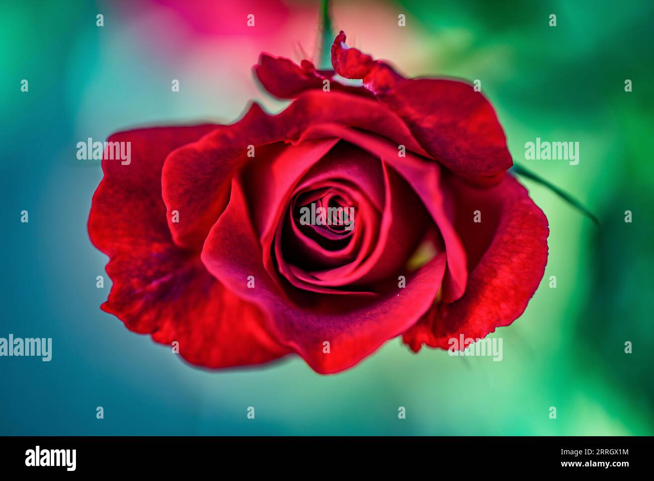 Nice Red Roses Image Nice background roses white hi-res stock photography and images - Alamy