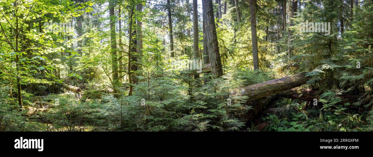 A beautiful shot of giant trees in the Cathedral Grove forests near Port Alberni, Vancouver Island Stock Photo