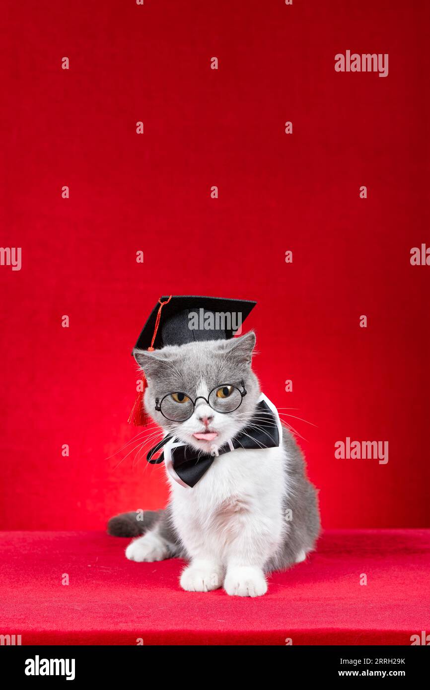 a cute british shorthair cat dressed as a doctor on red at vertical composition Stock Photo Alamy