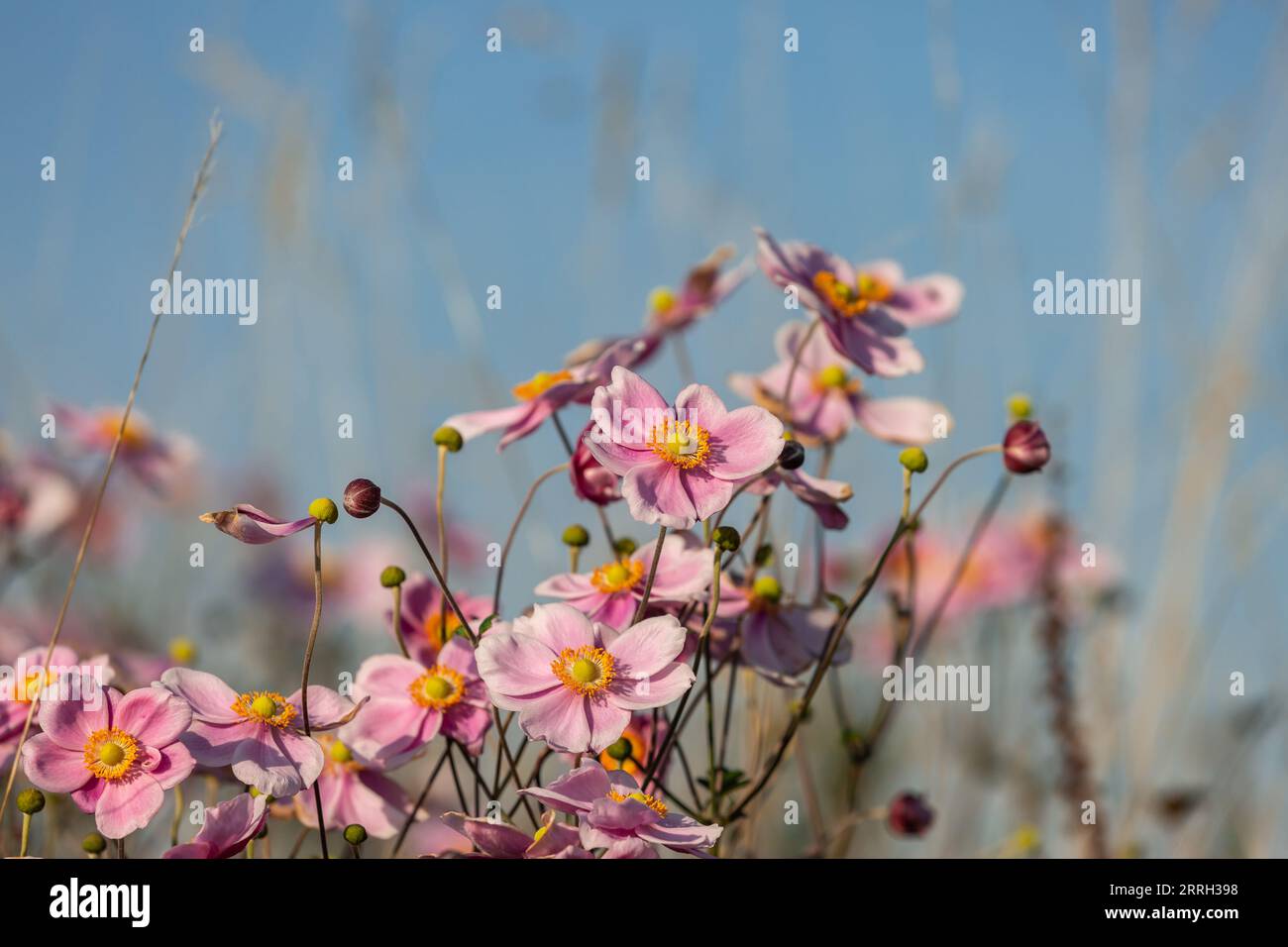 Pretty pink Japanese anemone flowers on a sunny evening, with a shallow depth of field Stock Photo