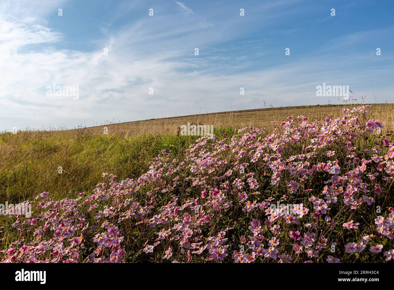 Pretty pink anemone flowers growing in the Sussex countryside with a blue sky overhead Stock Photo