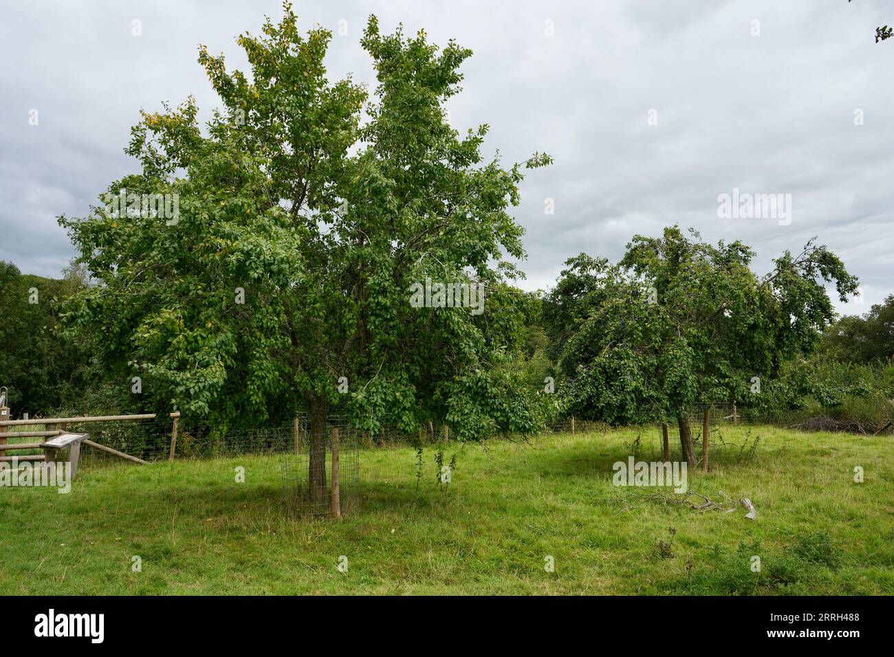 Damson Trees on The Brockhampton Estate. Brockhampton, UK Stock Photo