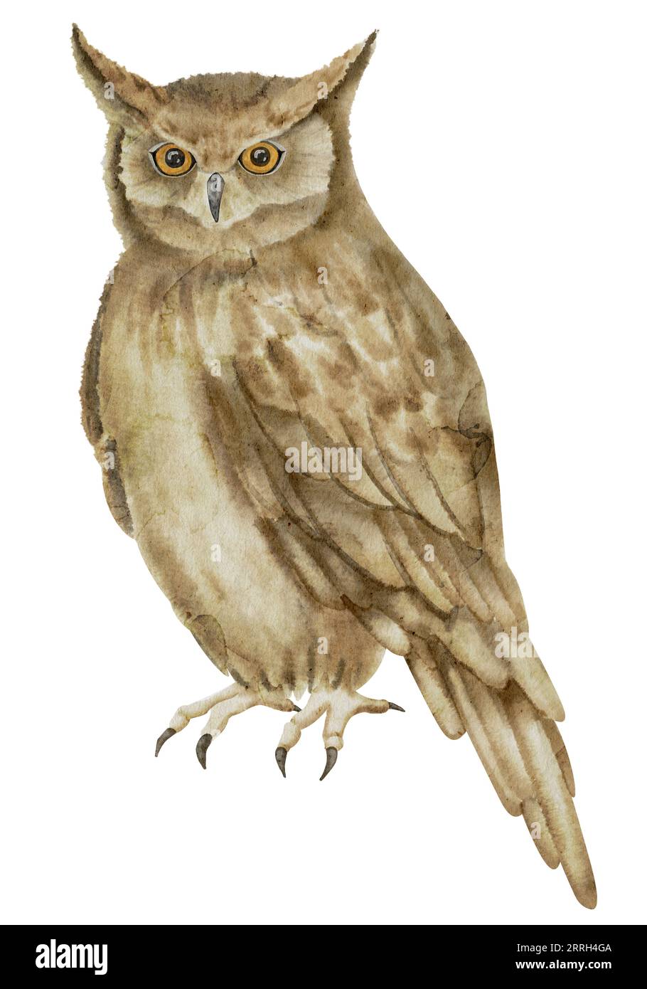 Horned Owl on isolated background. Watercolor illustration of a sitting night Bird. Hand drawn clip art of a forest Animal with brown wings. Drawing of owlet. Symbol of wisdom in fairy tales. Stock Photo