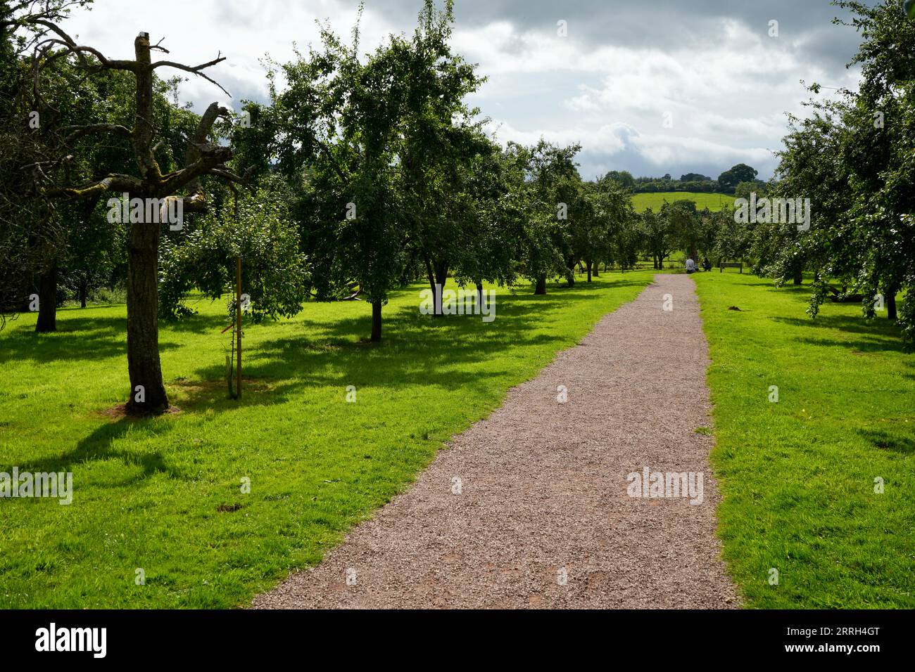 Rows of Damson Trees on The Brockhampton Estate., Hereford, UK Stock