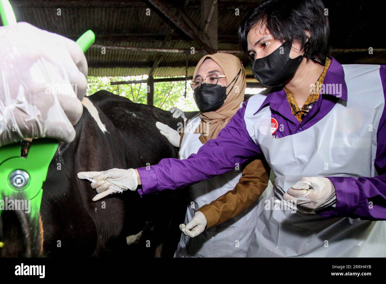 220614 -- SIDOARJO, June 14, 2022 -- A staff member from the Animal Health Center gives a dose of vaccination for a cow during a foot and mouth disease nationwide livestock vaccination program in Sidoarjo, East Java, Indonesia, on June 14, 2022. Photo by /Xinhua INDONESIA-SIDOARJO-VACCINATION-FOOT AND MOUTH DISEASE Kurniawan PUBLICATIONxNOTxINxCHN Stock Photo