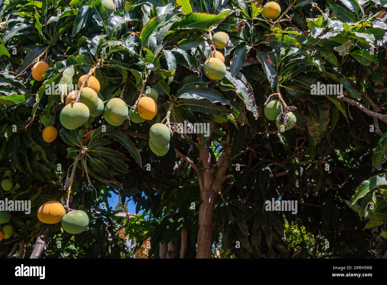 Ripe yellow and green nispero fruit growing on a tree. Japanese loquat or medlar Stock Photo