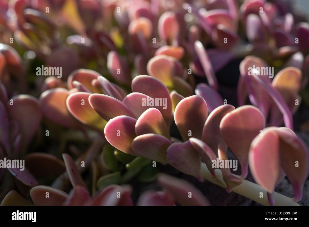 Purple leaves background. Sunlit magenta and green foliage of a creeping jade Stock Photo