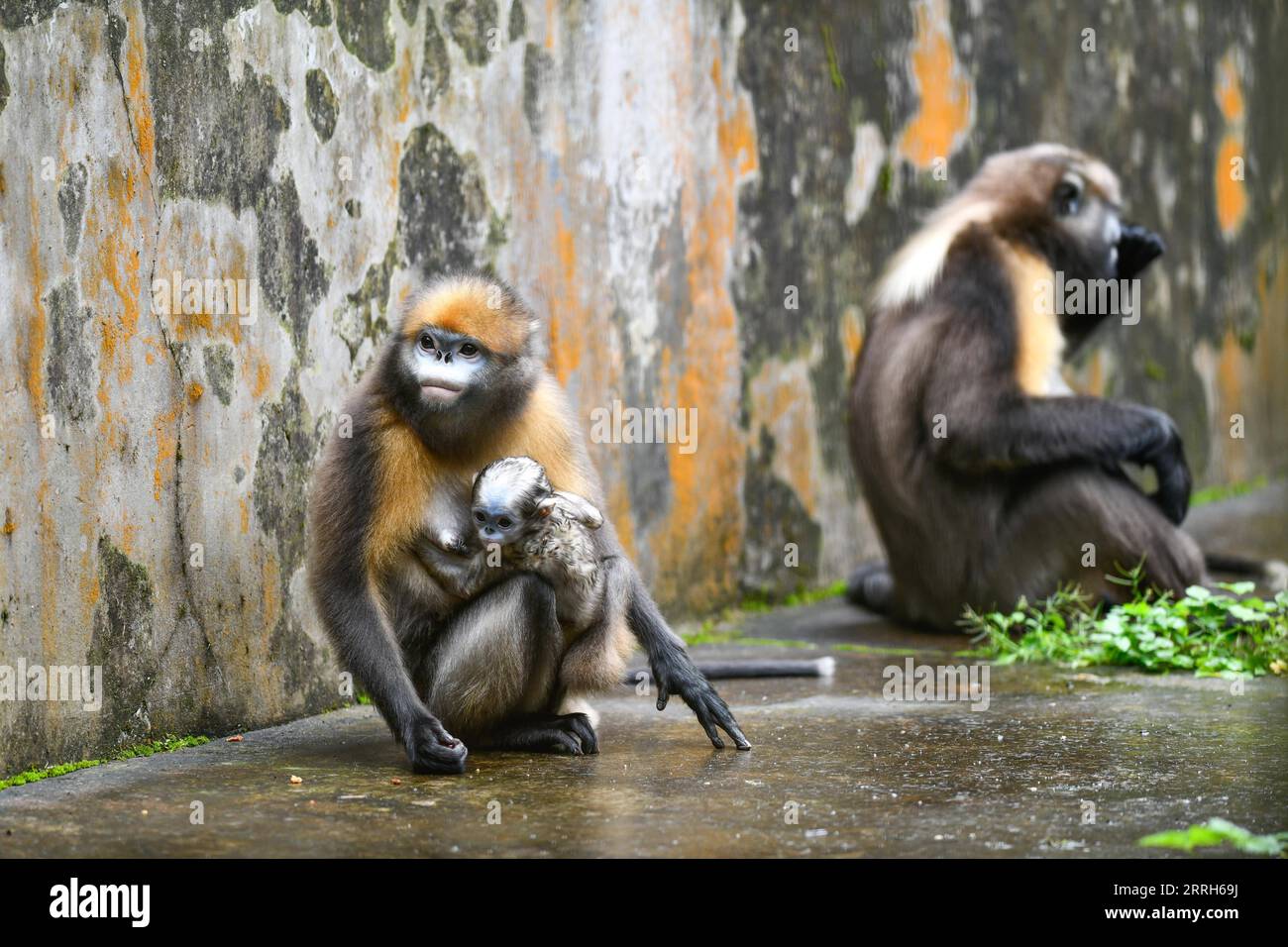 220616 -- TONGREN, June 16, 2022 -- Guizhou snub-nosed monkeys are seen with a cub in a wildlife rescue center of Fanjingshan National Nature Reserve in southwest China s Guizhou Province, June 16, 2022. A Guizhou snub-nosed monkey cub was born on April 13 and has been raised in the wildlife rescue center of Fanjingshan National Nature Reserve. The Guizhou snub-nosed monkey, or Guizhou golden monkey, is under top-level protection in China and is listed as an endangered species by the International Union for Conservation of Nature. Among the three species of golden snub-nosed monkeys endemic to Stock Photo