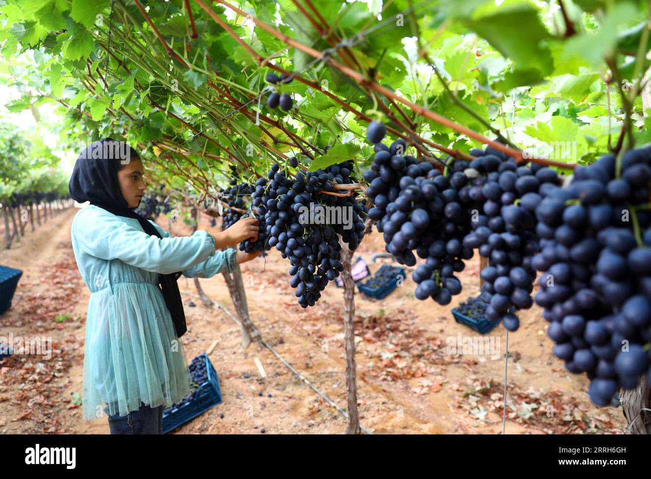 220616 MENOUFIA EGYPT, June 16, 2022 A woman harvests grapes at a