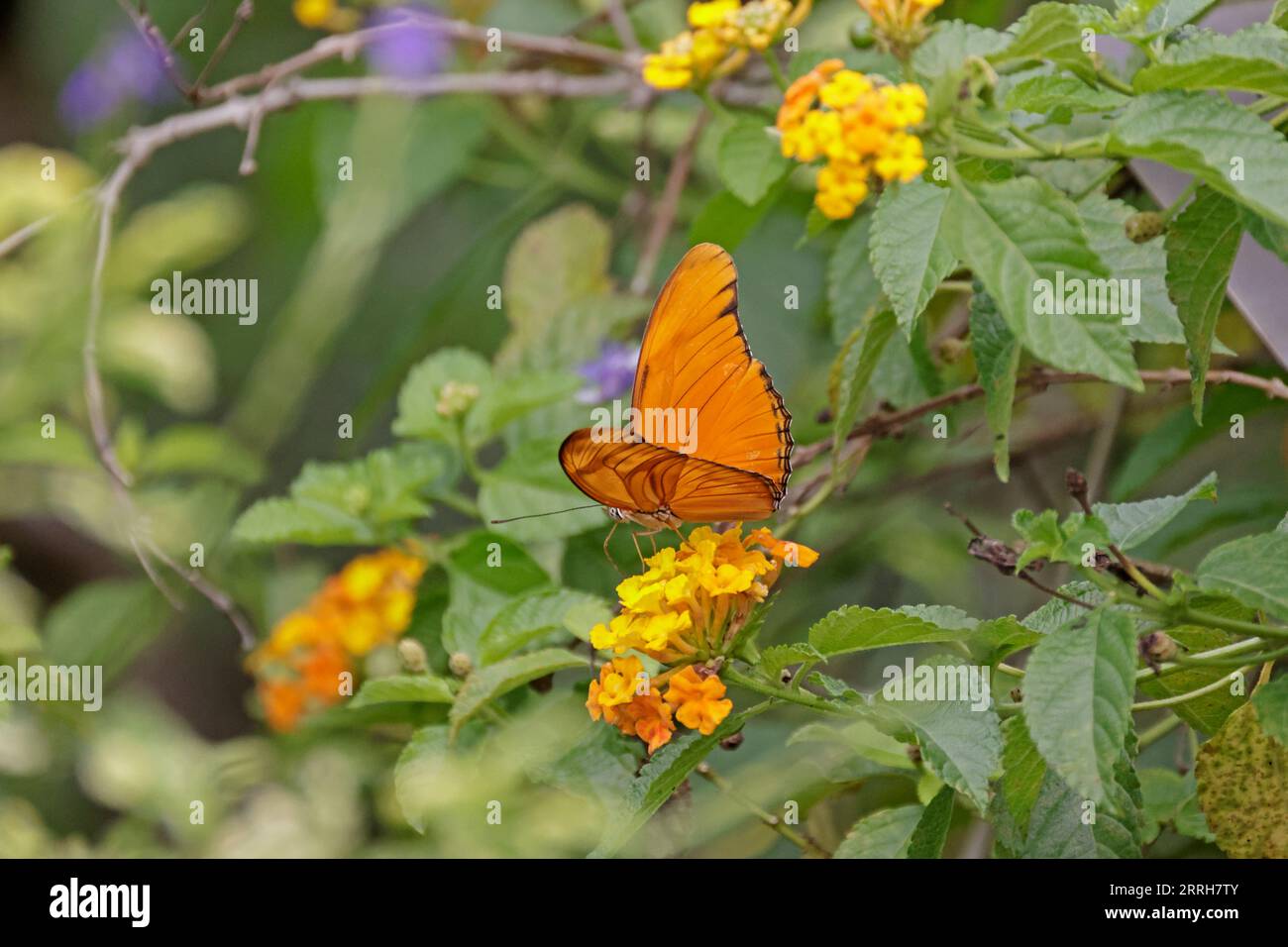 Bright Orange Butterfly in the Botanic gardens in Singapore Stock Photo