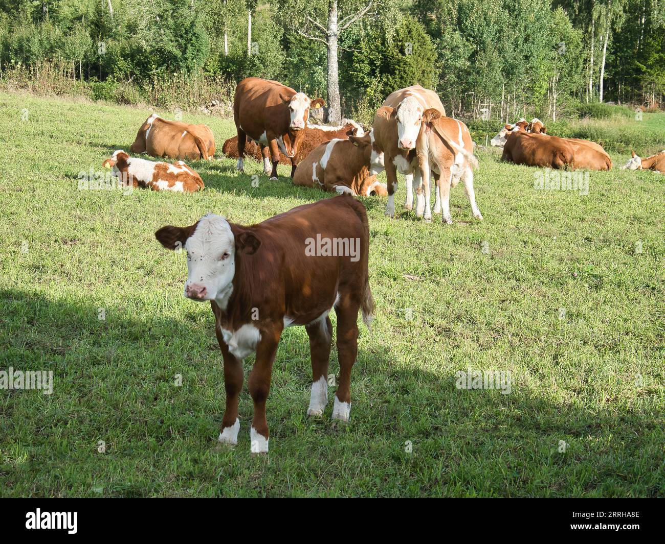 Calves in a pasture. Farm animal from Sweden. Many flies on the head of the cow. Animal photo from Scandinavia Stock Photo