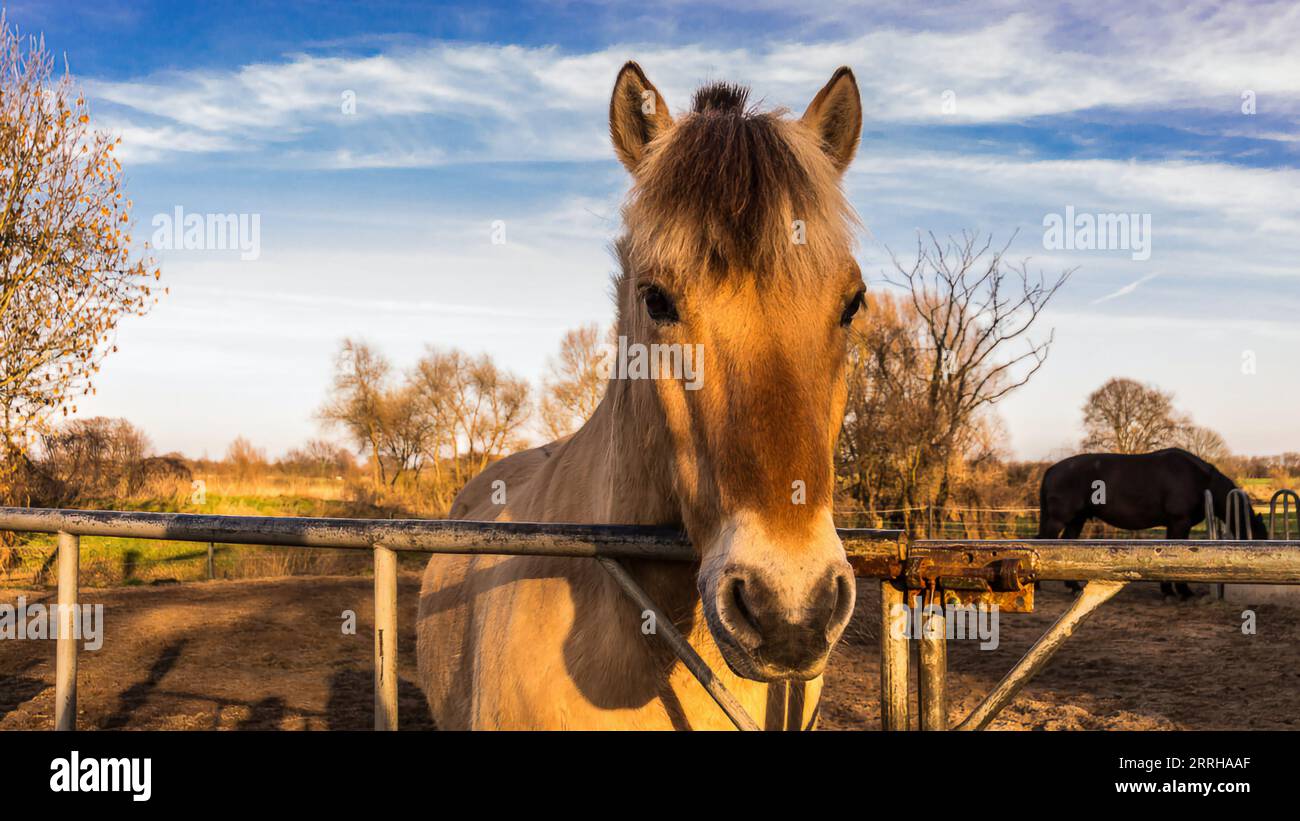 Fjord horse in portrait on a paddock at the gate. Norwegian horse breed. Powerful mammal. Animal photo Stock Photo