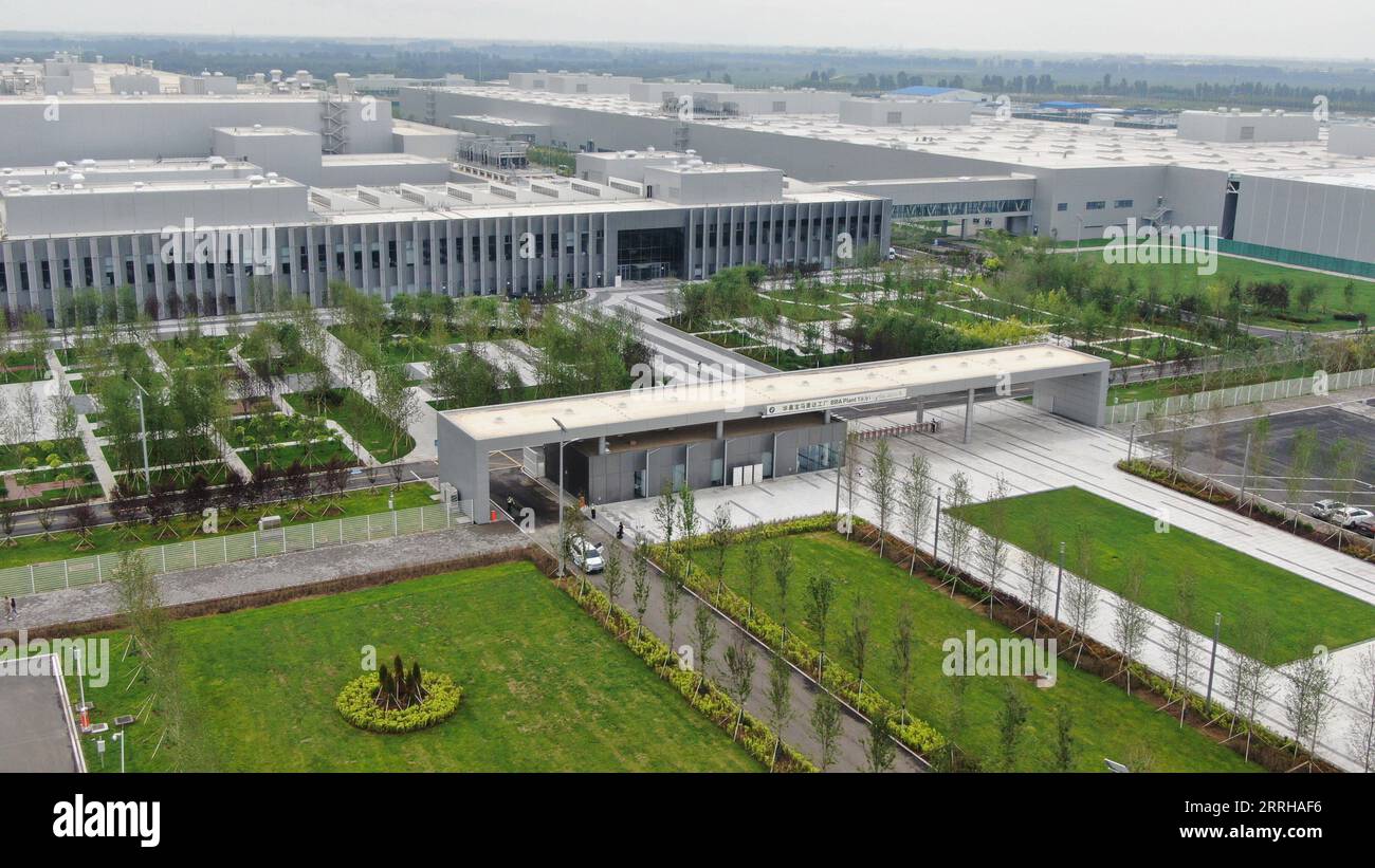 buis plante Buis Buxus sempervirens Pyramide main image 1