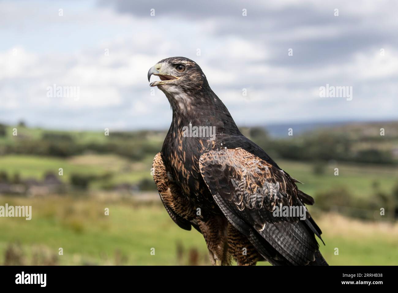A juvenile Chilean Blue Eagle (Geranoaetus melanoleucus) also known as a Black-chested Buzzard-eagle under controlled conditions on upland moors Stock Photo