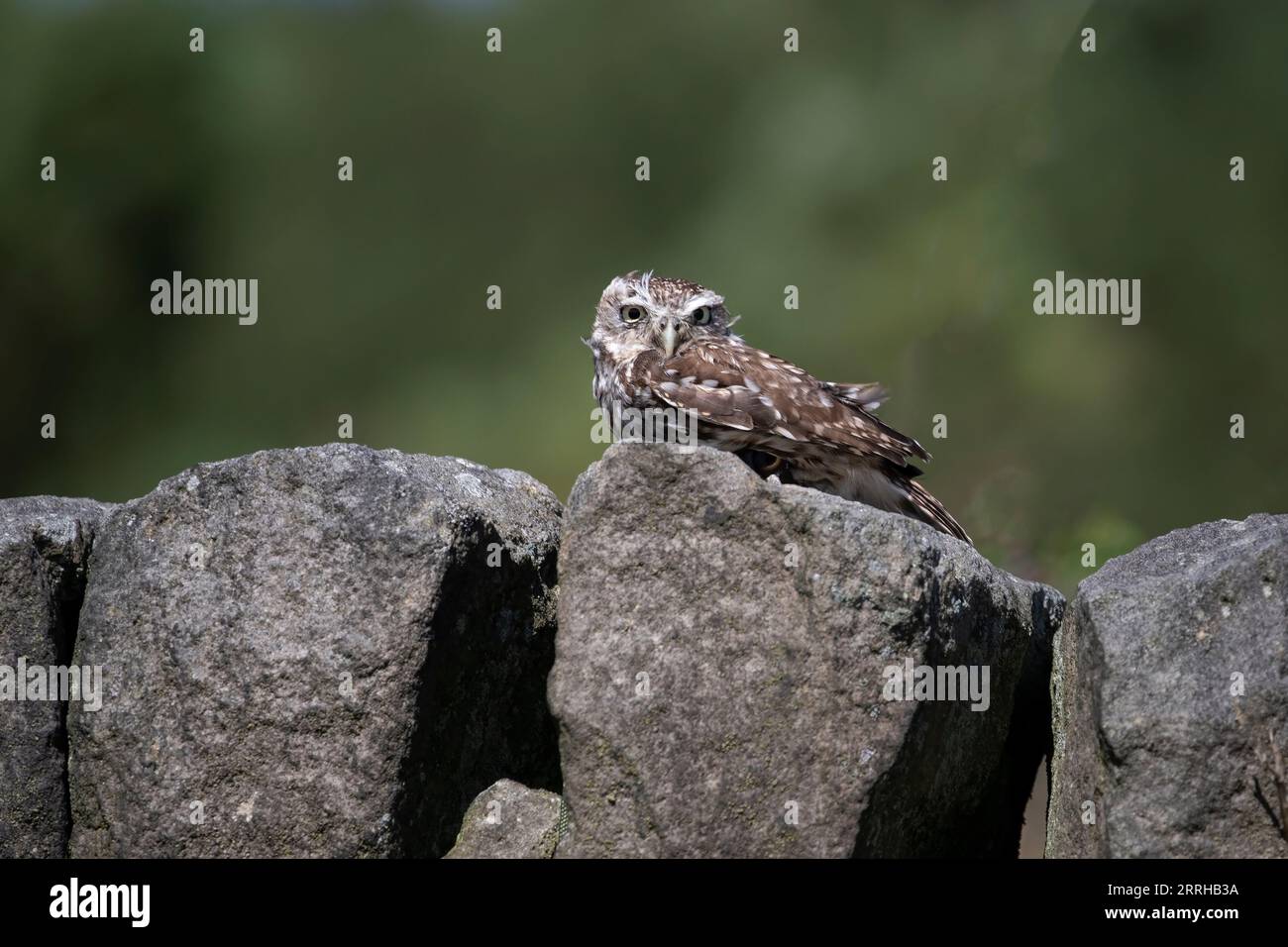 A Little Owl Athene noctua squatting on a countryside stone wall on UK uplands and taken under controlled conditions Stock Photo