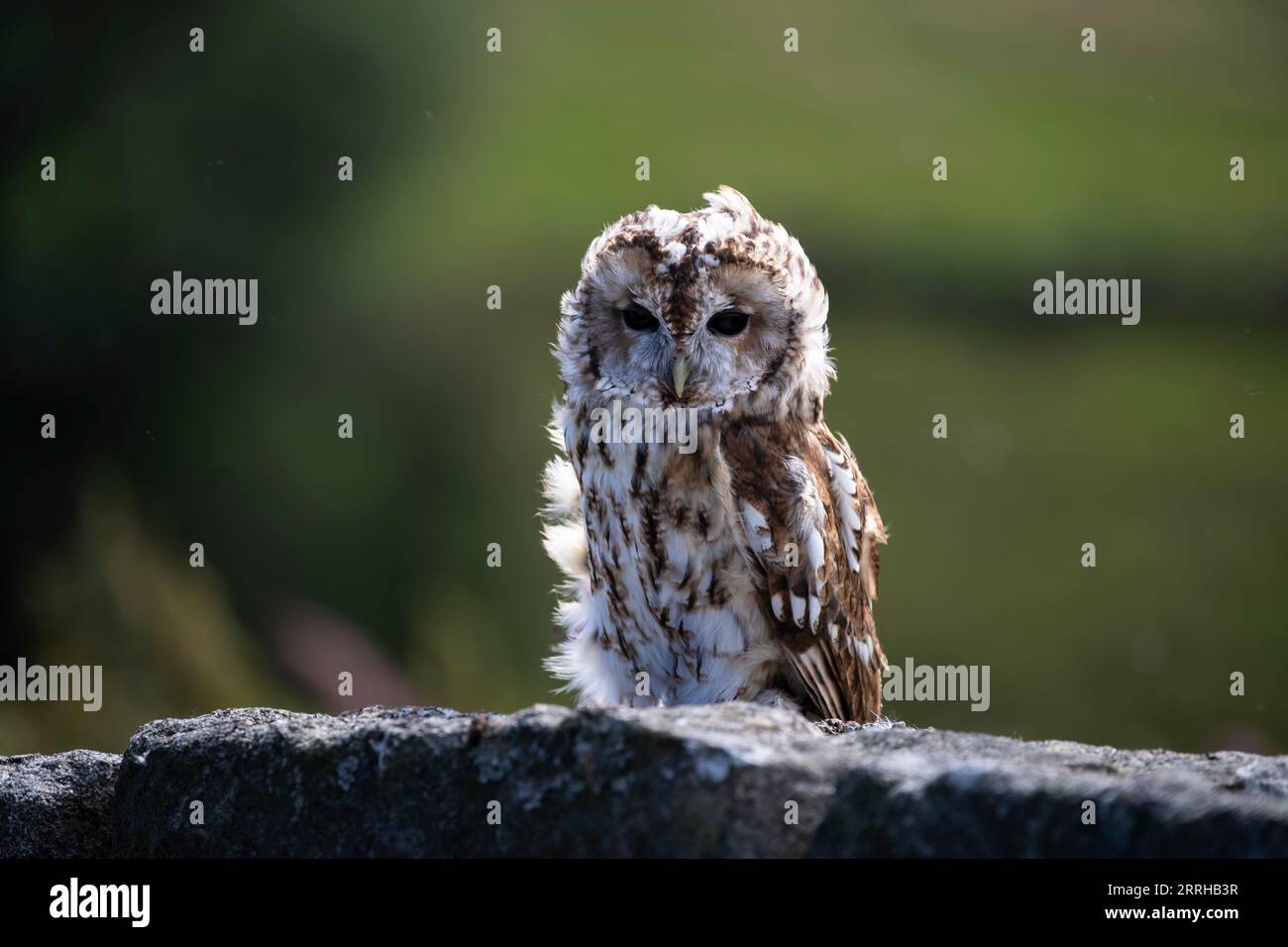 Tawny Owl (Strix aluco) sitting on a stone wall against a diffuse background under controlled conditions in Yorkshire, U.K. Stock Photo