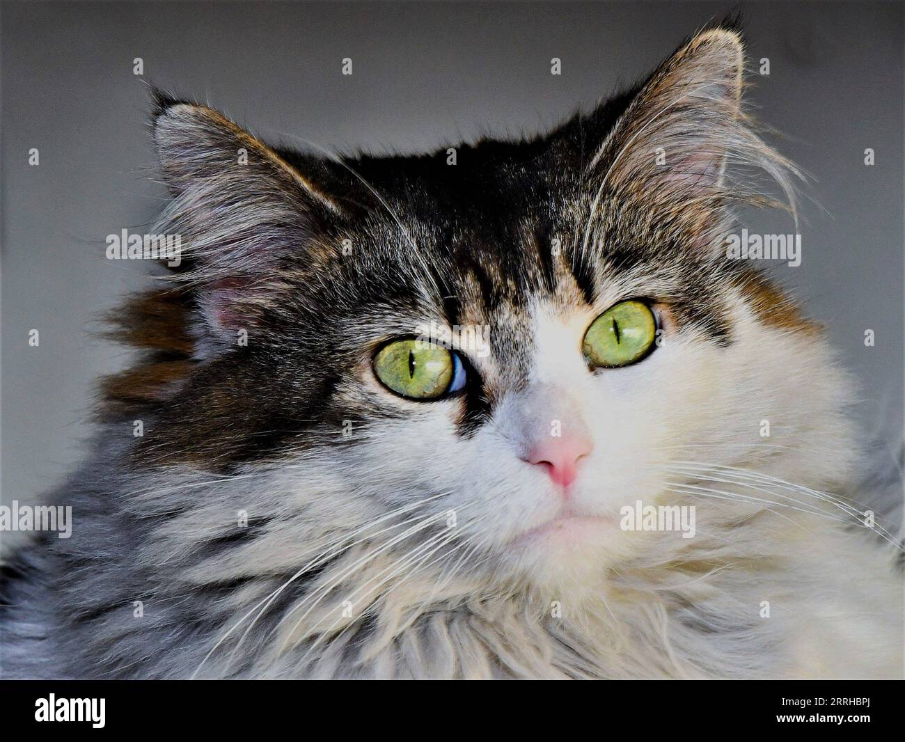 Longhaired cat hi-res stock photography and images - Alamy