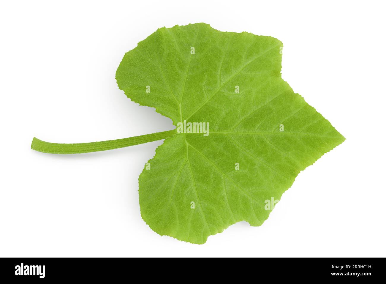 green pumpkin leaf isolated on white background Stock Photo - Alamy