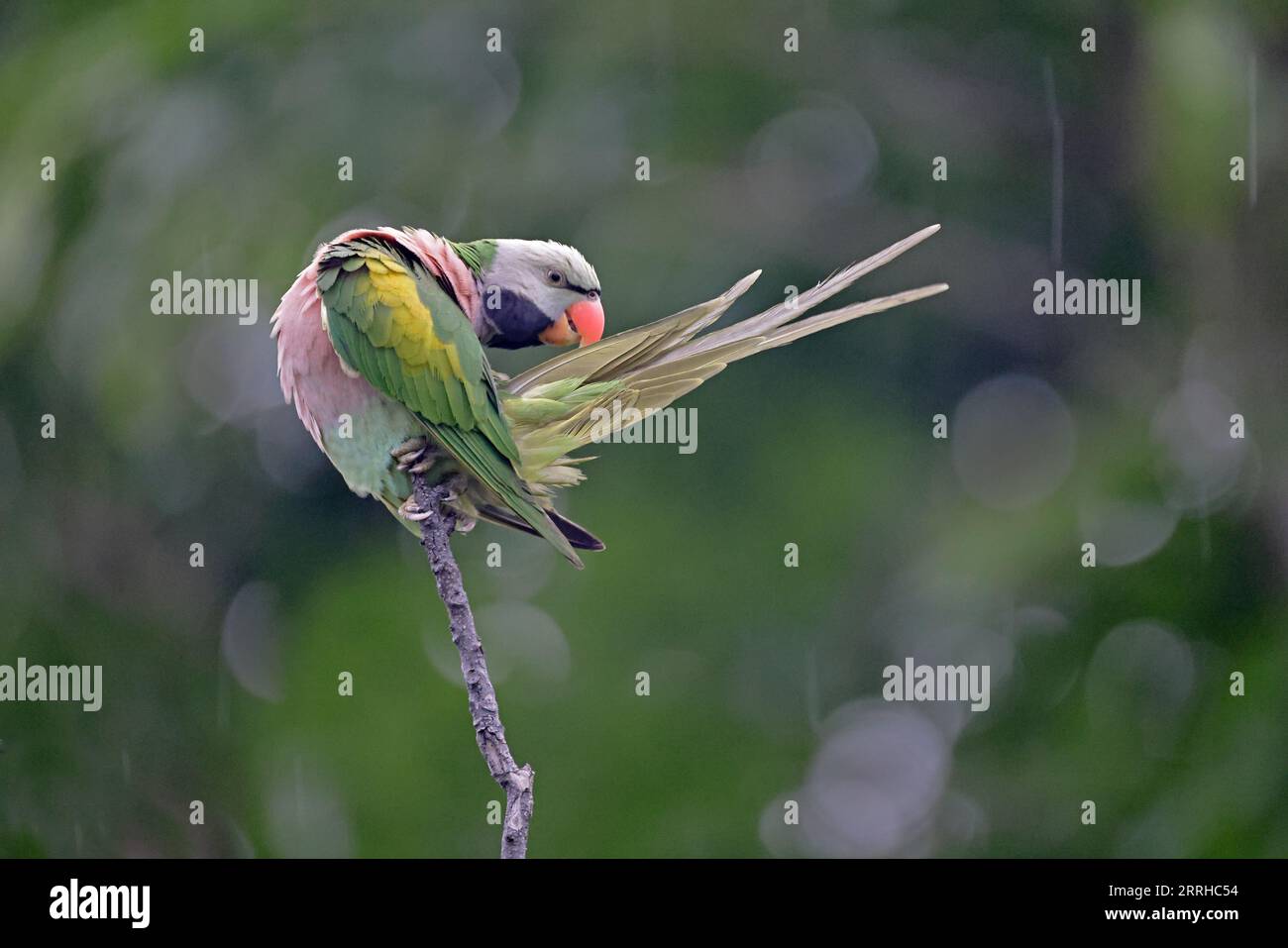 Red-breasted Parakeet in a tree at roost in Singapore Stock Photo