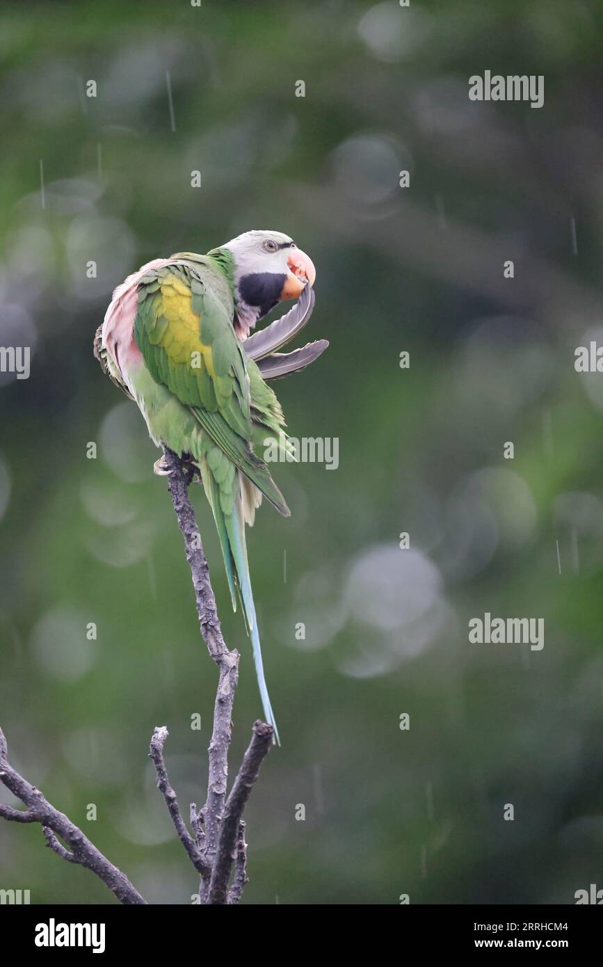 Red-breasted Parakeet in a tree at roost in Singapore Stock Photo