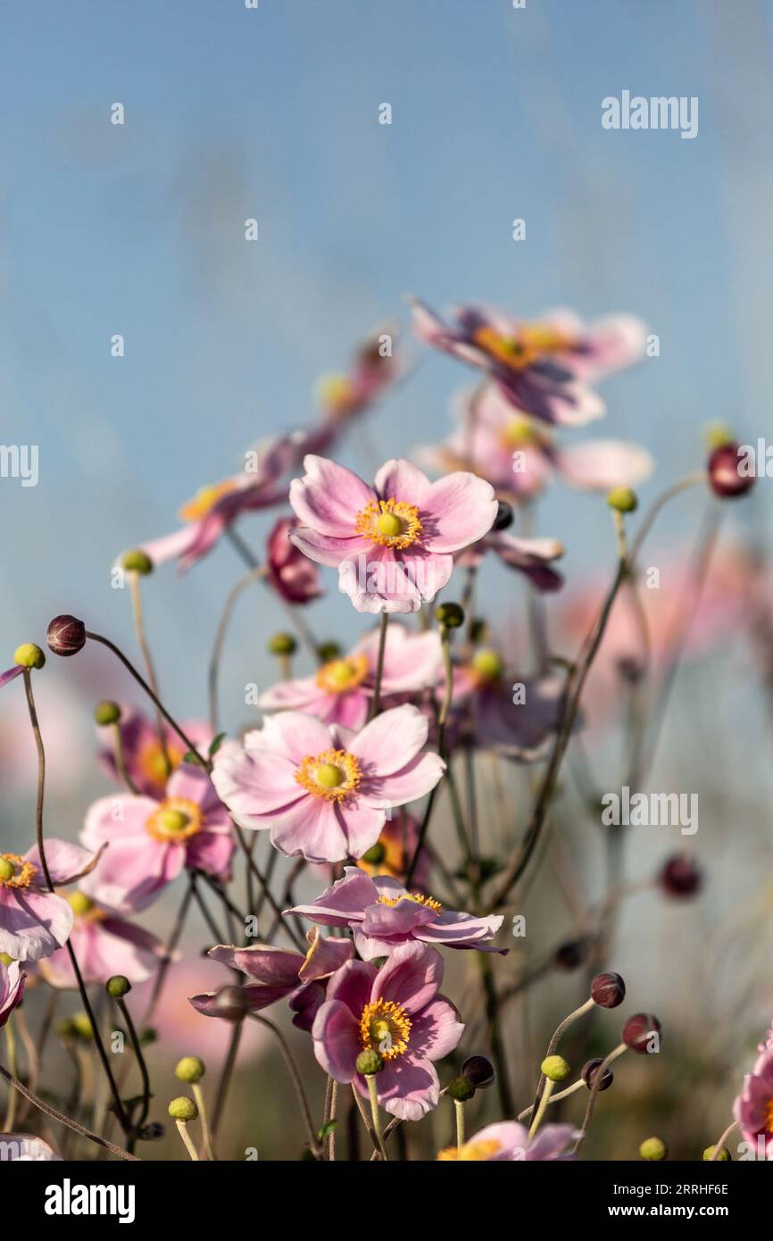 A close up of pink Japanese anemone flowers with a blue sky behind Stock Photo