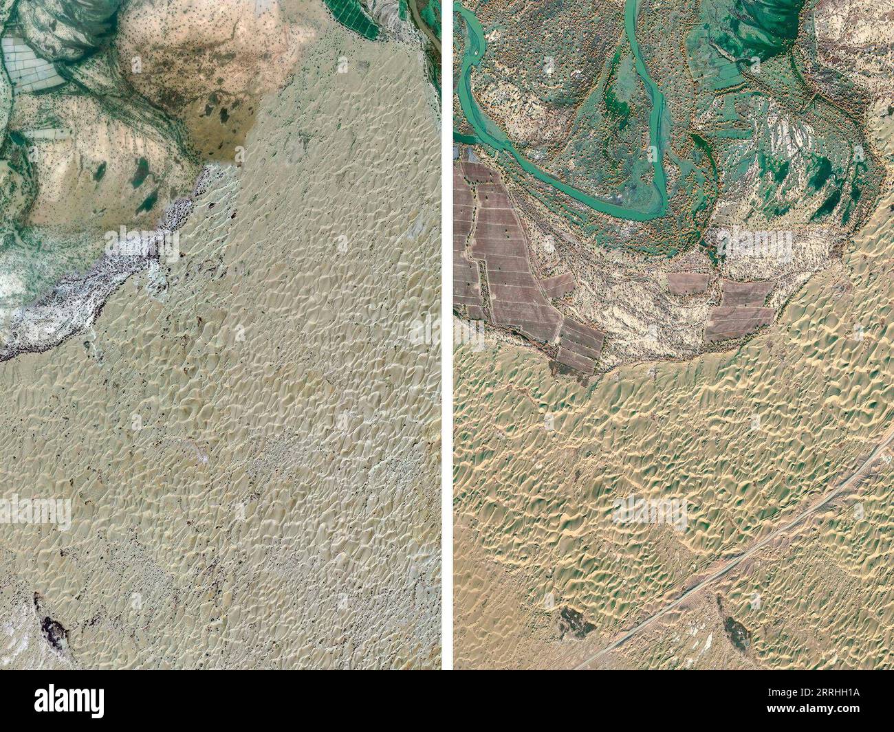 How has climate change affected the lavender industry in Xinjiang? How has climate change affected the lavender industry in Xinjiang?