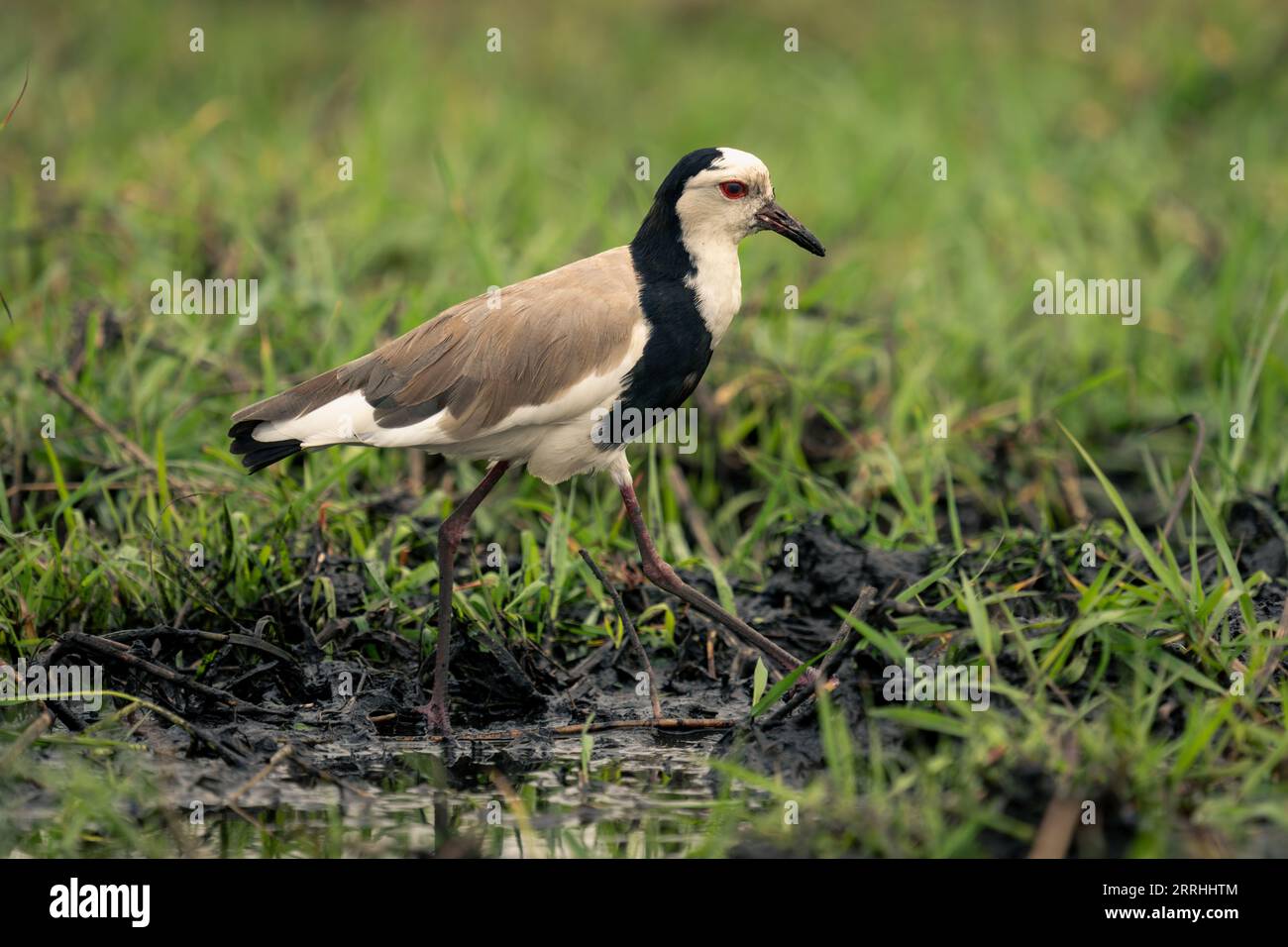 Long-toed lapwing crosses muddy shallows in grass Stock Photo