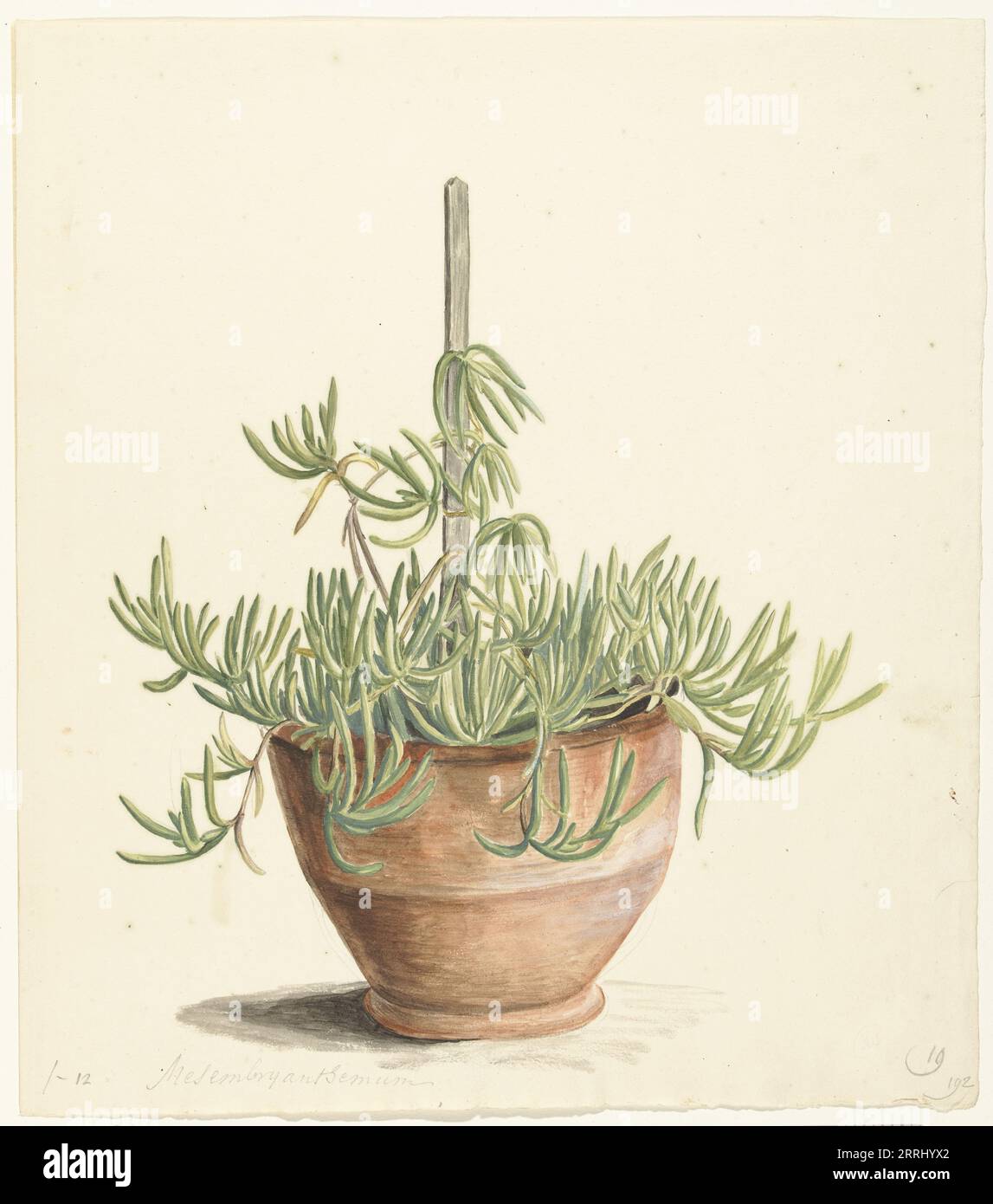 Mesembryanthemum from the Aizoaceae family, 1668-1729. Stock Photo