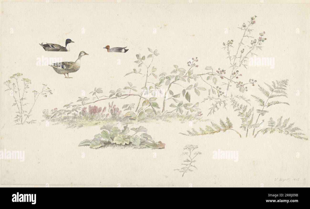 Study sheet with plants and water birds, 1806. Stock Photo