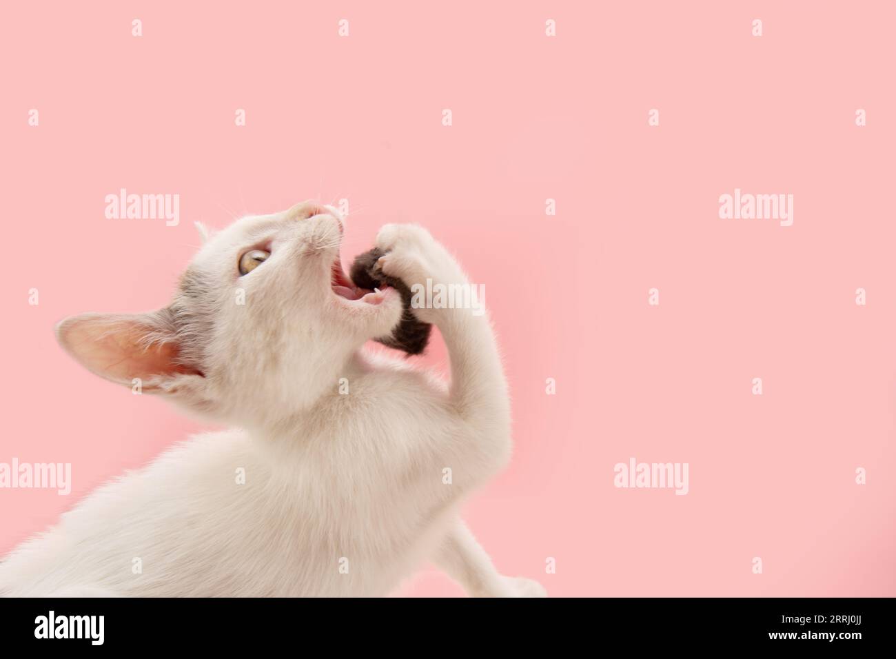 Portrait playful kitten cat playing with a mouse toy. Isolated on pink pastel background Stock Photo