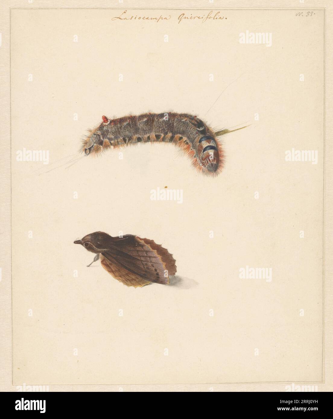 Study sheet with caterpillar and moths, lasiocampa quireifolia, 1824-1900. Stock Photo