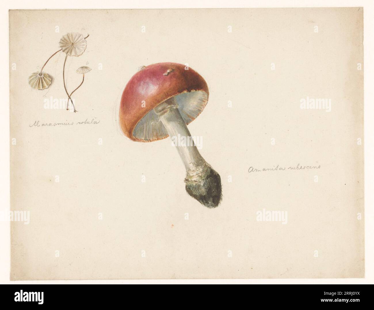Sheet of mushroom studies, the Amanita Rubescens and the Marasmius Rotula, 1824-1900. Stock Photo
