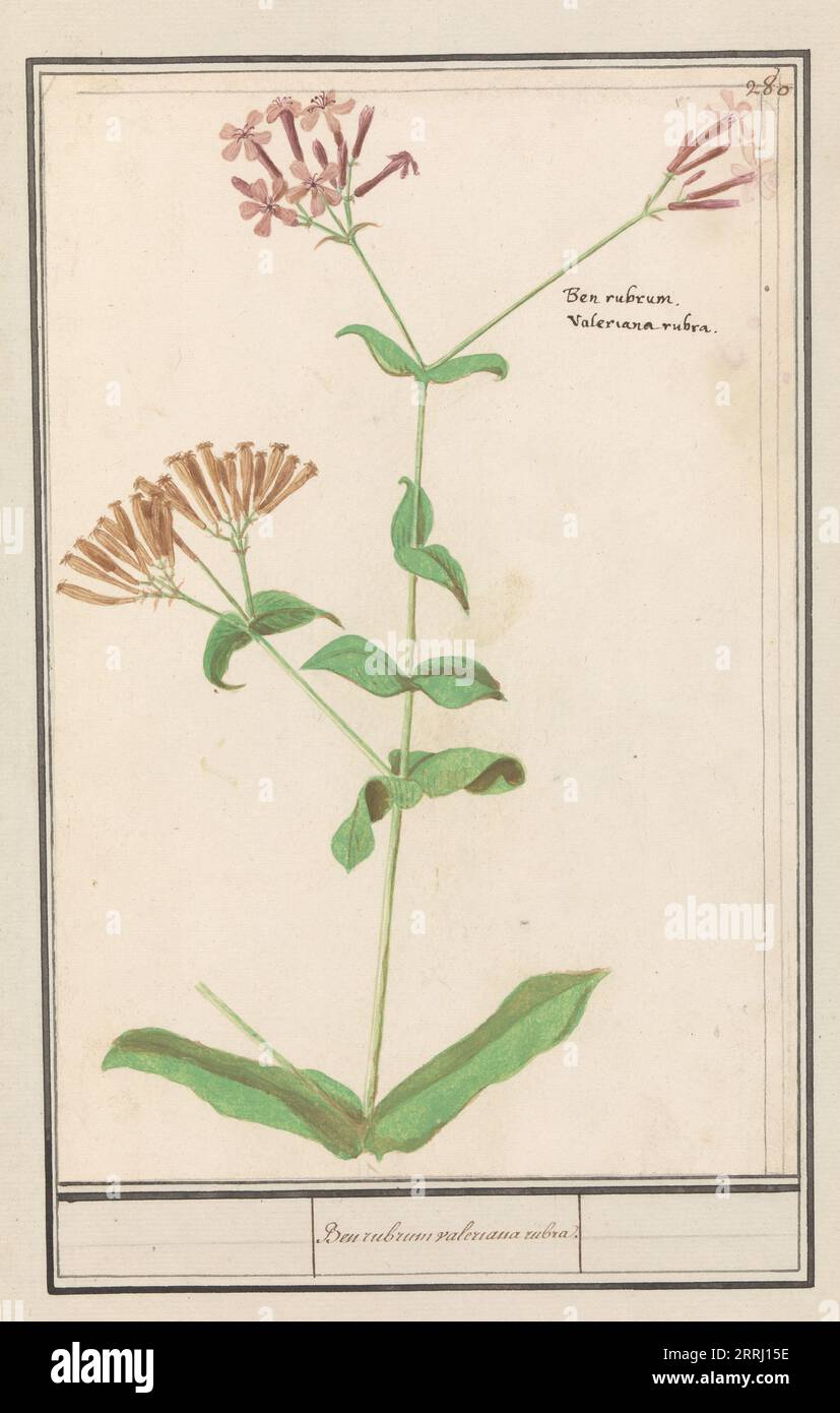 Unknown plant, 1596-1610. 'Ben rubrum, Valeriana rubra (red valerian)'. Commissioned by Emperor Rudolf II. Stock Photo