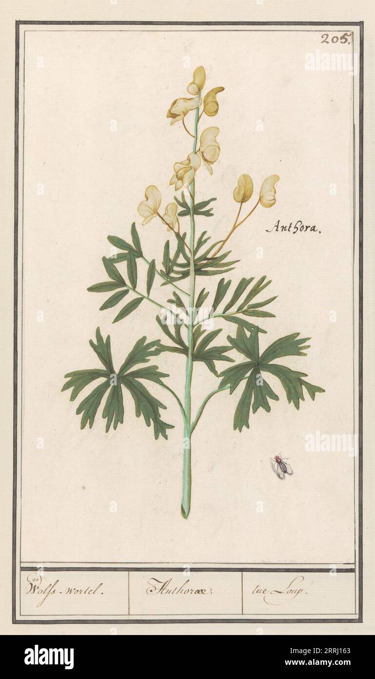 Yellow Aconite (Aconitum vulparia), 1596-1610. Commissioned by Emperor Rudolf II. Stock Photo