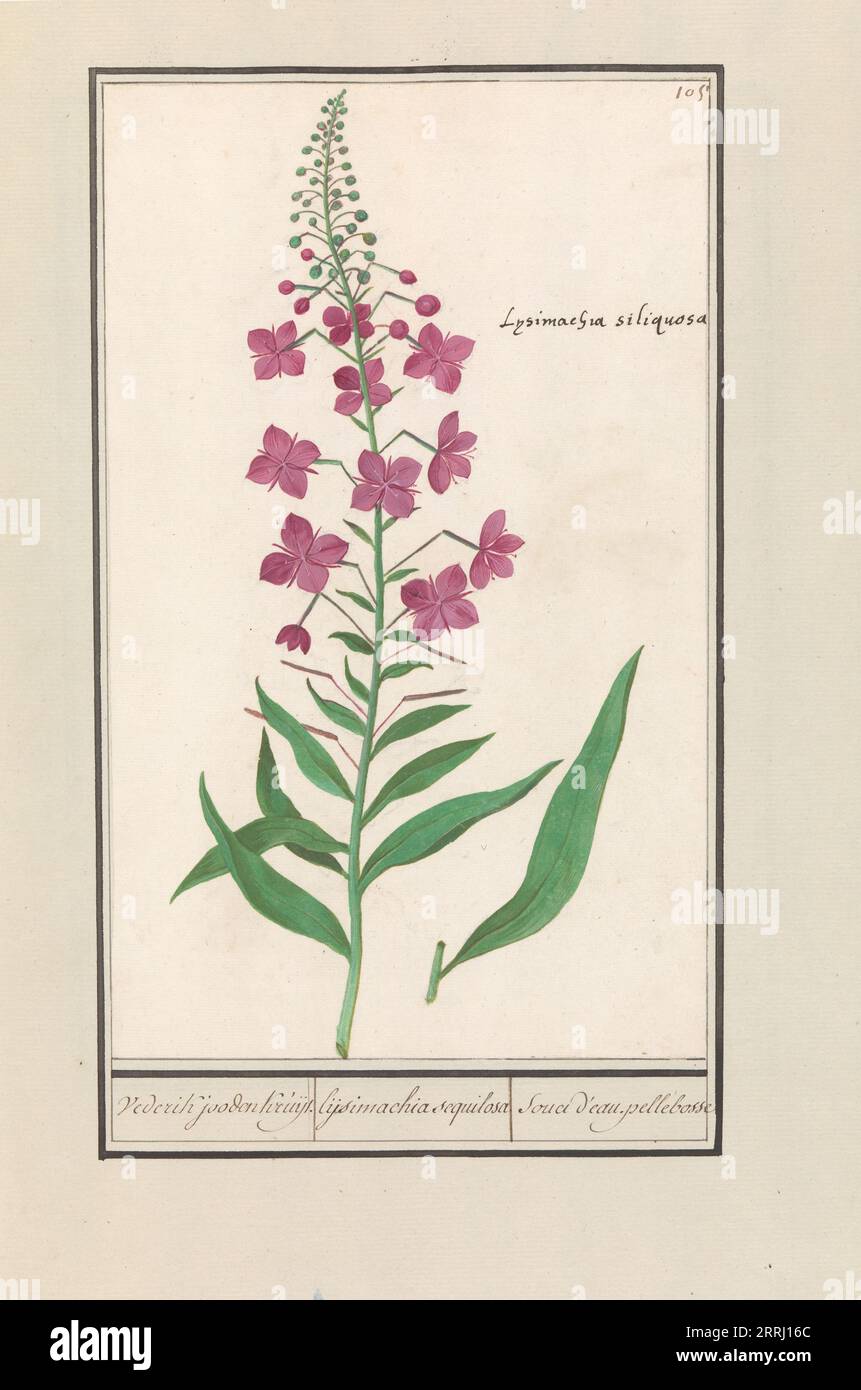Fireweed (Chamerion angustifolium), 1596-1610. Commissioned by Emperor Rudolf II. Stock Photo