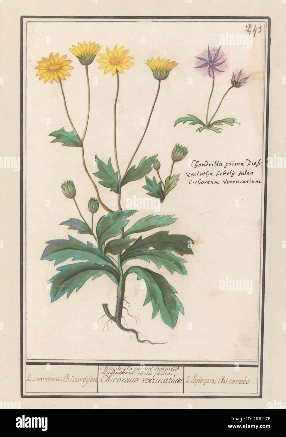 Two flowers from the composite family (Asteraceae), 1596-1610. Commissioned by Emperor Rudolf II. Stock Photo