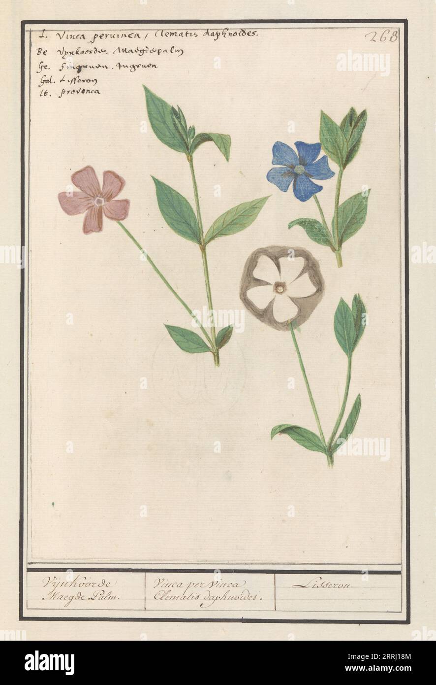 Periwinkle (Vinca), 1596-1610. Commissioned by Emperor Rudolf II. Stock Photo